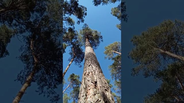 Дао 💖 Весеннего ☯️ Неба ! Даосская практика 🌲 медит? смотреть онлайн