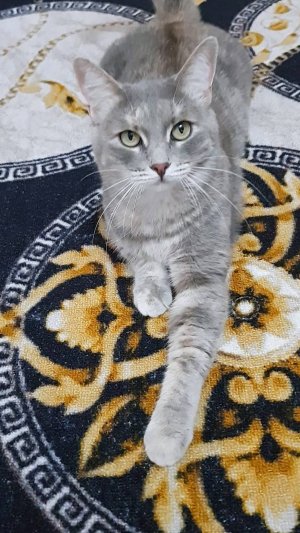 Малина играет (I,II)