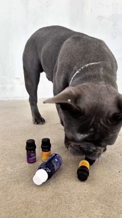 Животные и эфирные масла! 🐶