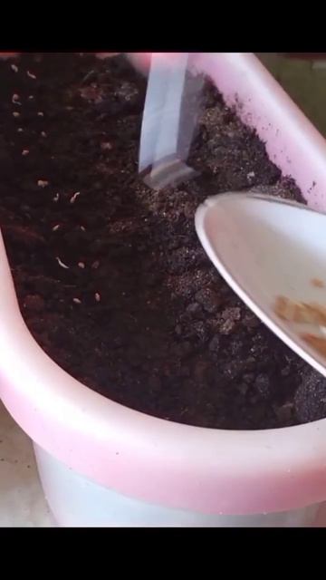 Набухшие семена баклажан, уже САЖАЕМ (полное и подроб? смотреть онлайн