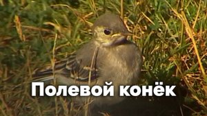 Полевой конёк | Природные открытки