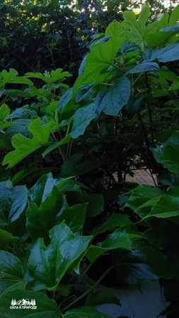 Зелёные насаждения растительность во дворе