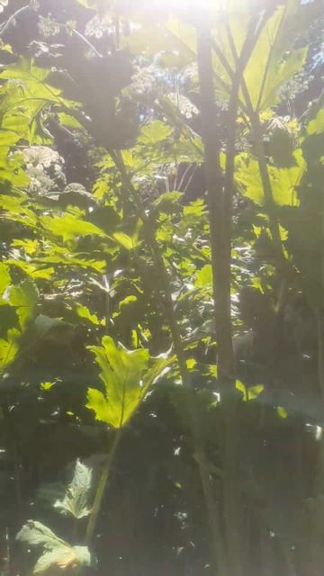 Борщевик #борщевик #работа #покос #лето смотреть онлайн