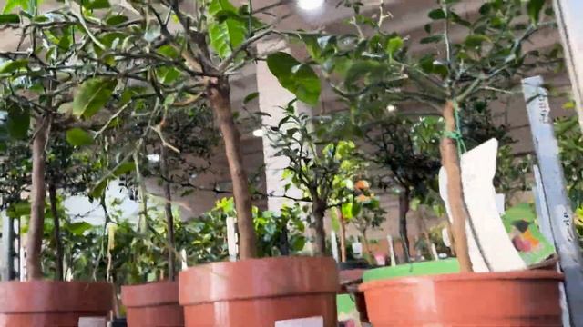 Обзор и наличие растений в Цитрус Микс - 1 Часть 20 февра смотреть онлайн