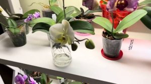 Орхидея «Мини Марк» в "золотых специях" 🔥 Водохлёб «С?