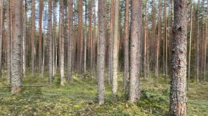 Прогулка по лесам Ленинградской области