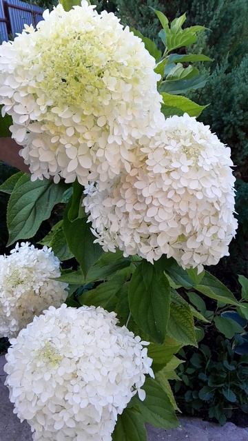 Гортензия метельчатая Лайм Лайт август смотреть онлайн