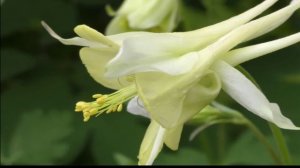 Люблю грозу в начале мая  (Ф Тютчев)/Авторские песни