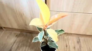 Фикус Мелани вариегатная  , моя  красавица 😍