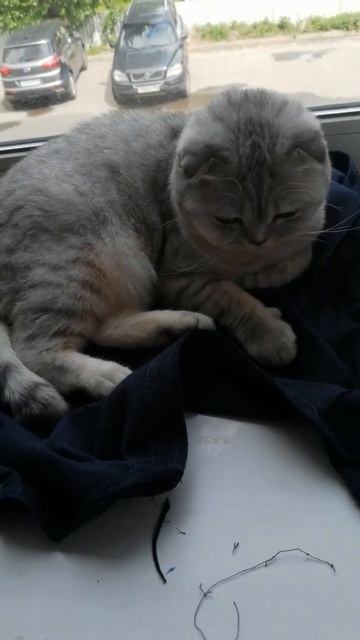 Тэя помогает учится шить. 😄 смотреть онлайн