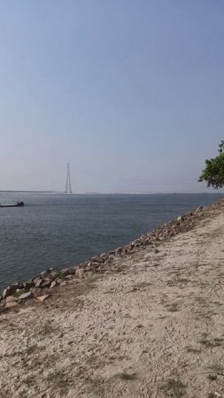 Фикус-баньян на берегу Ганга-Падмы в Бангладеш.
