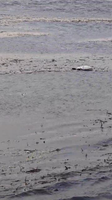 Северная утка подошла#охота #охотанауток смотреть онлайн