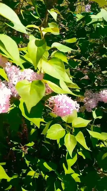 💜Сплыл из города запах сирени😁 смотреть онлайн