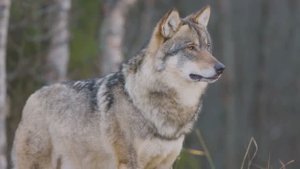 Одинокий волк