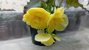 Бегония Соления Йеллоу (Begonia Solenia Yellow)
