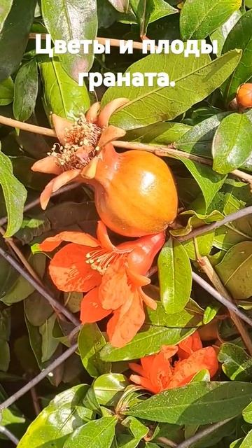 цветы гранат marynazapekina турциянашажизнь мариназапеки