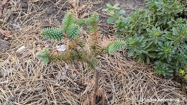 Ялиця іспанська Хорстман  (Abies Pinsapo Horstmann), сонячний опі?