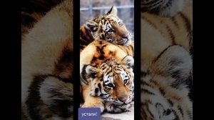 немного о наших друзьях