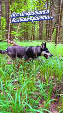 "Двое в чащах🌳🌿, не считая человека" ❥ Приют в Малинках