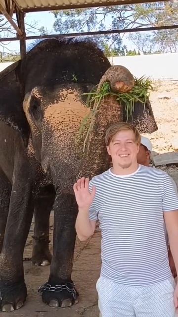 Индийский слон смотреть онлайн