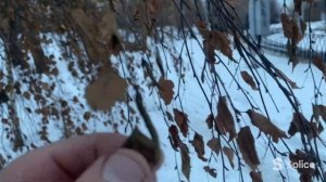 Почему деревья не сбросили осенью листья?