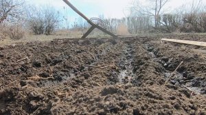 Как вырастить шпинат в открытом грунте | Посадка шпина