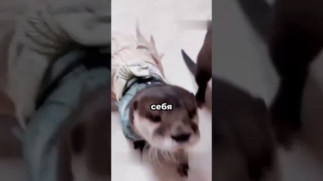 Выдрёныши обрели новую семью