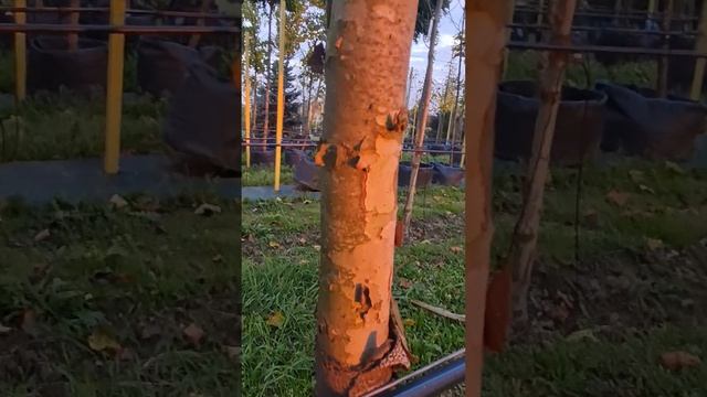 Платан морозостійкий для українського клімату кленол