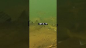 О поведении судака
