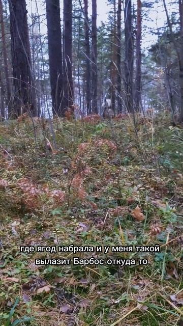 дикий барбос в лесу #природа #собаки #лесное #животные смотреть онлайн