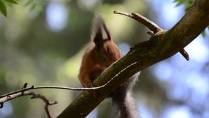 отдыхающая на ветке)