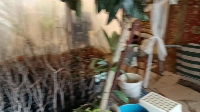 Подвой для мушмулы японской смотреть онлайн