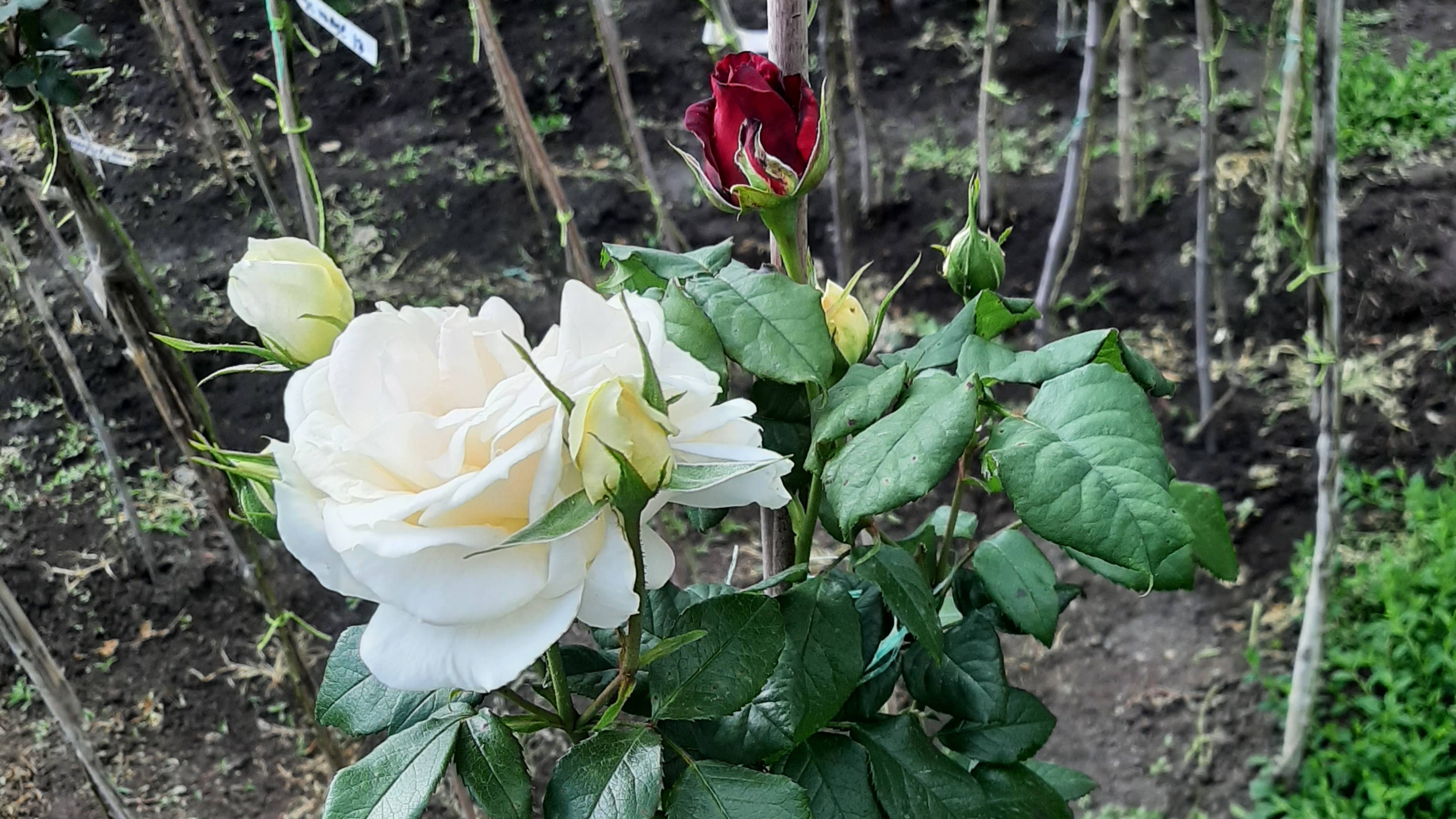 Ждут Вас! Краснодарский край конец мая 2025