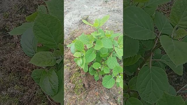 2. сравнение древовидных гортензий. Свит Аннабель/Руби смотреть онлайн