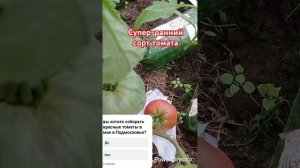супер-ранний стрессоустойчивый сорт томата