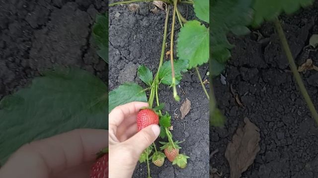 Обзор клубники мармелада