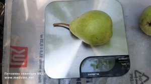 Созрел Силк Кинг на саженцах. Обзор