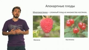 Ботаника. Плод (Вислобоков Н. А.)