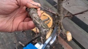 Аккумуляторный секатор дешёвый с AliExpress - тест+обзор.