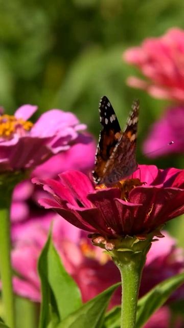 Самая красивая музыка для души! N2 #музыкадлядуши #музы? смотреть онлайн