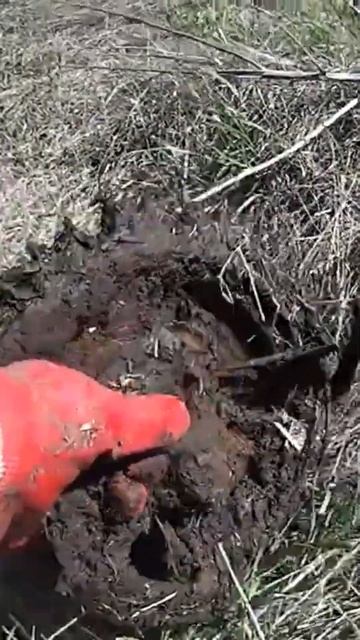 ШОК! Что это за монстр? #Shorts #находка #металлокоп #копме? смотреть онлайн