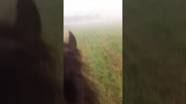 Туман в полях, большой оранжевый шарик😁 и мы-"ёжики"/К? смотреть онлайн