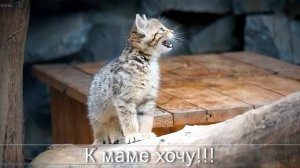Котята европейской лесной кошки забираются высоко по бревнам, чтобы добраться до мамы.