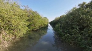 Кубань 29.05.25