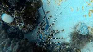 Профессиональный Ныряльщик с Гигантским Тропическим Каменным Лобстером, Демонстрирующий погружение!