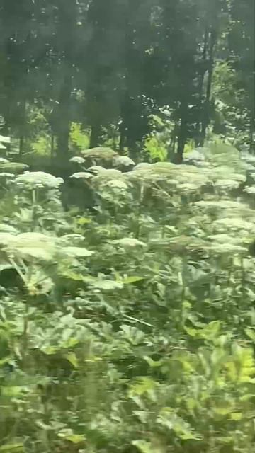 Опасные заросли. #shorts смотреть онлайн