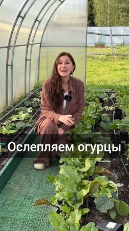 Ослепляем огурцы