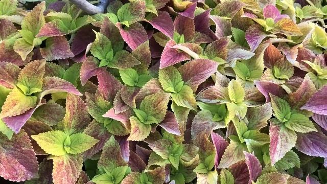 Coleus 彩葉草 コリウス Шпороцветник шлемниковидный  (Plectranthus