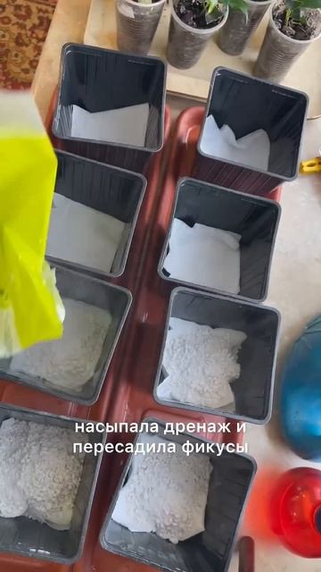 Пересадила черенки фикуса, теперь можно сеять петунию смотреть онлайн