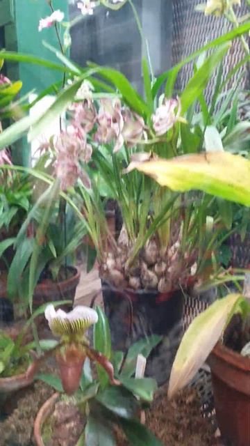 Орхидеи Аптекарского огорода смотреть онлайн